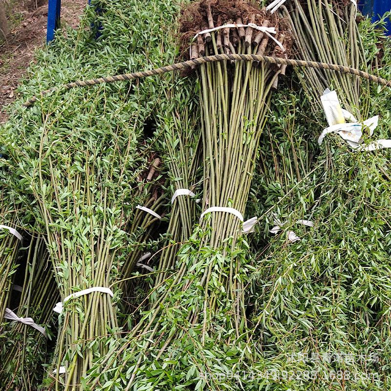 Kindergarten Direct Sales Liuzhu Temple Green-Skinned Weeping Willow Yellow Weeping Willow Straight Willow Saplings Complete Specifications and Price Advantages