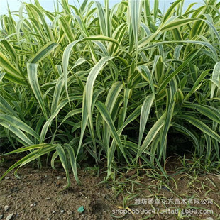 ���~�J�� ˮ��ֲ�������ɽ�ӵ���ع��@���� ˮ�w�G�� �廯ˮ�|