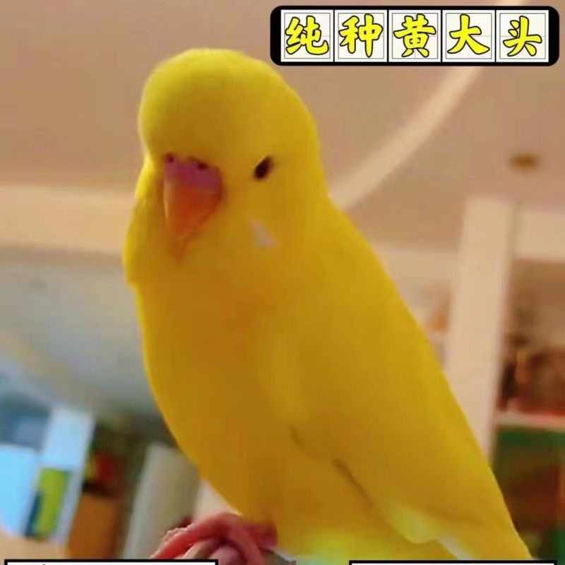 大头鹦鹉虎皮金彩可教说话可繁殖宠物鸟送运输笼鸟粮大礼包包邮厂|undefined