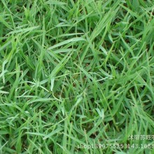 l̲ƺ ƺN ͺ`̤ ޼ ̷N