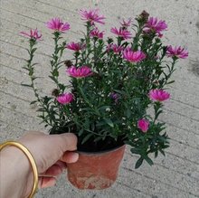 ���زݻ����l���m��С��������|�����C���Ք[�Ӳݻ������L