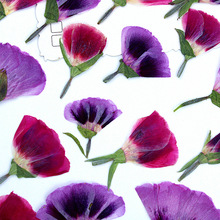 古代稀 干花批发 押花 真花标本香薰蜡烛滴胶 压花手工贴画材料包