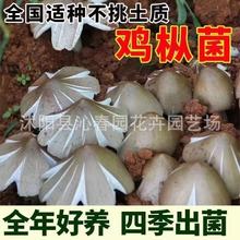 �u�������u�����߮a����ѹ��������u����������ļ��ɷN���N�ҷN