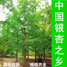 Їy֮l-Nֱ18yӘ ֱN ҎRȫ 