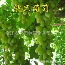 ���������ӡ�����ᭇָ��������������ј��m�ϱ����Nֲ����Y��