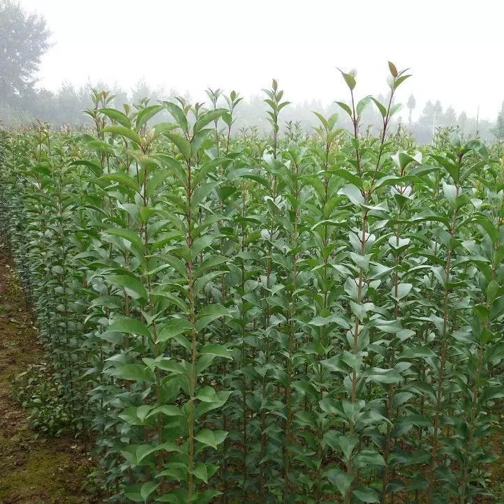基地批发大叶女贞高杆女贞树苗木庭院四季常青风景树基地直发