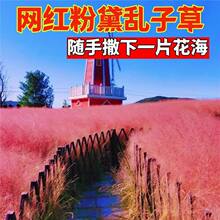 粉黛乱子草种子毛芒乱子草多年生观赏花卉种籽子四季播庭院网红草