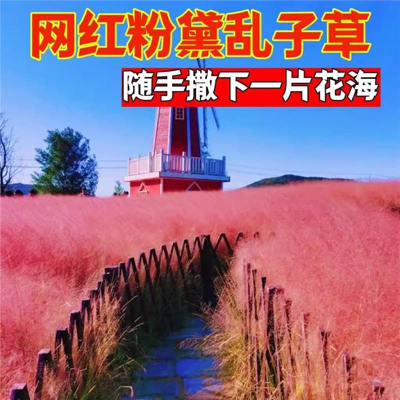 粉黛乱子草种子毛芒乱子草多年生观赏花卉种籽子四季播庭院网红草