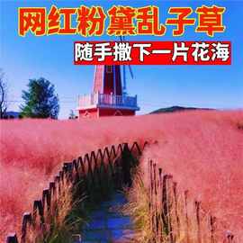 粉黛乱子草种子毛芒乱子草多年生观赏花卉种籽子四季播庭院网红草