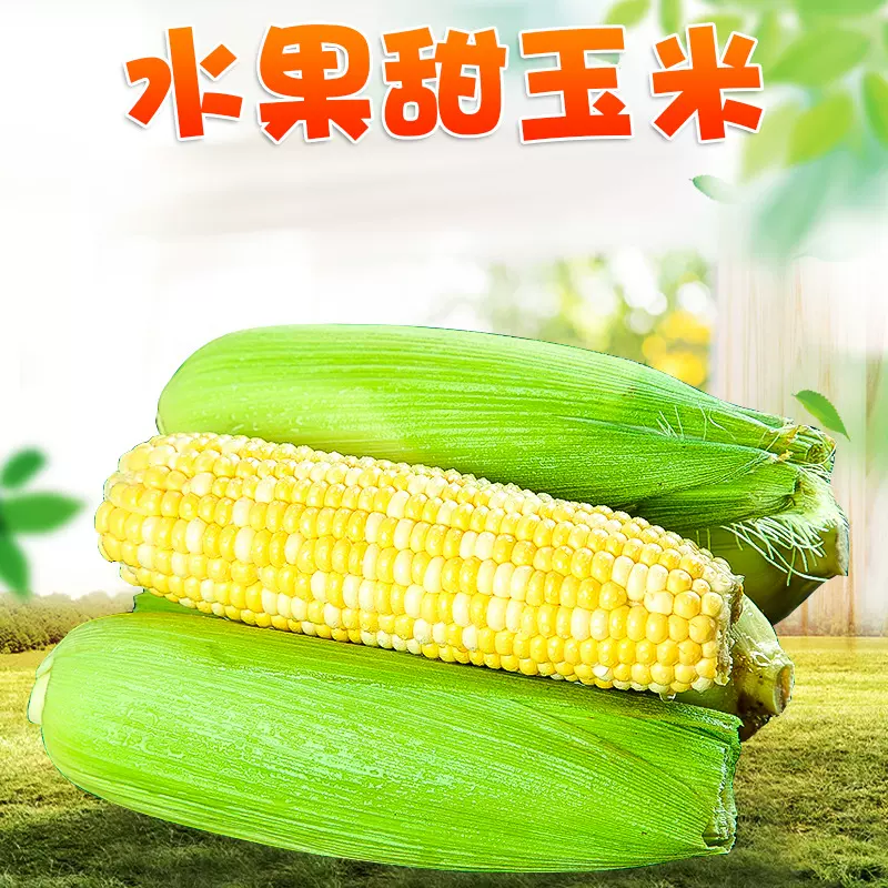 云南水果甜玉米 代发3/5斤可生吃鲜嫩多汁玉米新鲜应季苞谷棒子