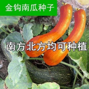 ���h�ϹϷN����Ʒ�Nţ���ϹϷ�Ŵ����߮a�̓��ϱ�����¶�����Բ�