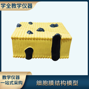 Cell membrane structure model Junior and Senior High School biological experiment equipment teaching instrument