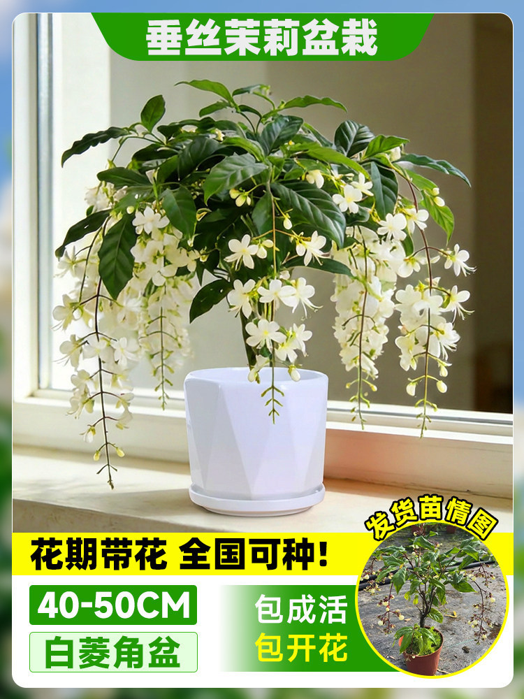 Flores de jazmín en maceta, flores de fragancia fina, fáciles de cultivar en interiores y exteriores, flores perennes ornamentales. image 14