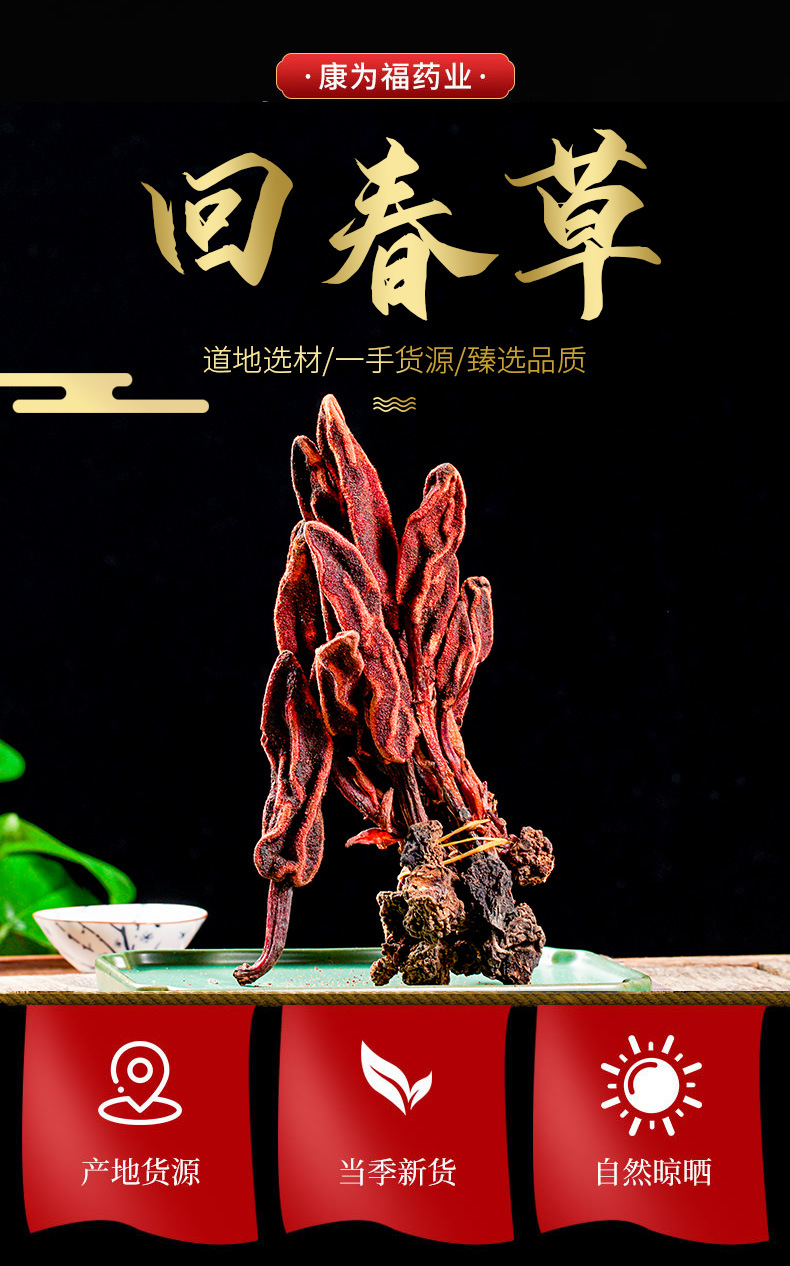 Hui Chun Cao (Boschniakia rossica) — Dried Whole Herb, Food-Herb Botanical for Tea & Wine Soaks overview