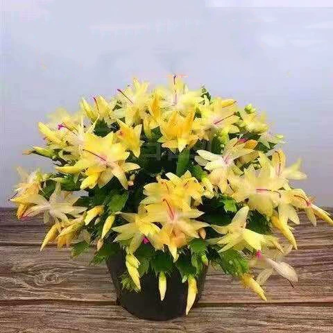 Крабовый коготь Орхидея многоцветный в горшке четыре сезона домашний высококачественный двойной цветок офис Рабочий стол балкон двор мясистые зеленые растения