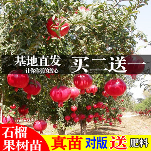 Pomegranate Tree Saplings Tunisian Soft Seed Pomegranate Seedlings Potted Courtyard Fruit Tree Extra Large Soilless Seedless Sweet Pomegranate Saplings