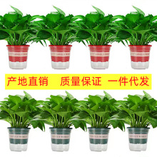 绿萝盆栽室内植物吸甲醛绿箩长藤大叶新房家用除甲醛绿植水培绿罗