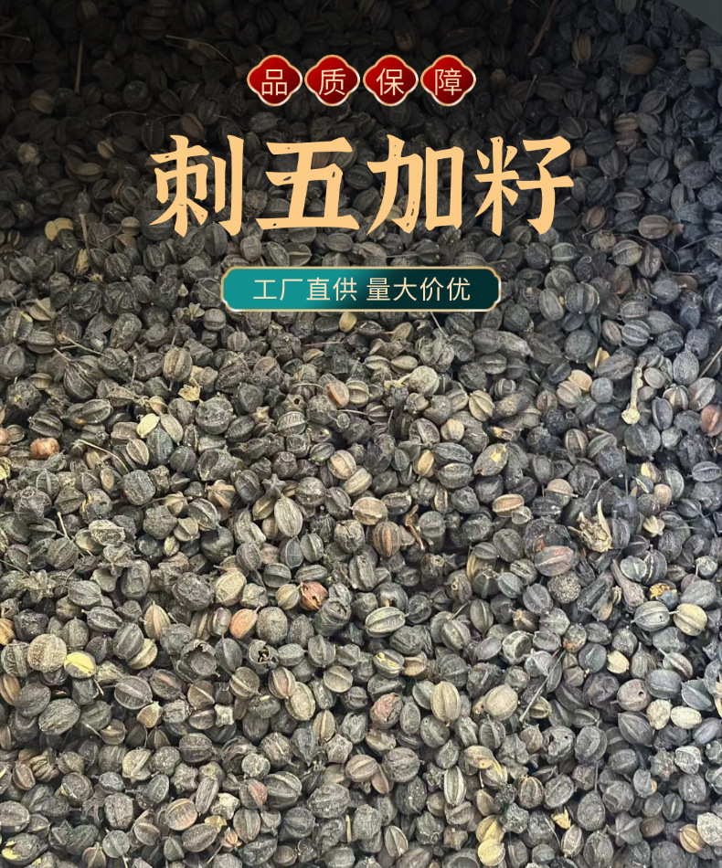 Dried Acanthopanax Senticosus Seeds Ci Wu Jia Zi 500g Raw Herbal Seed for Traditional Decoction overview