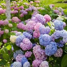 绣球花苗大花夏四季开花绣球花盆栽带花庭院花卉室内植物带花