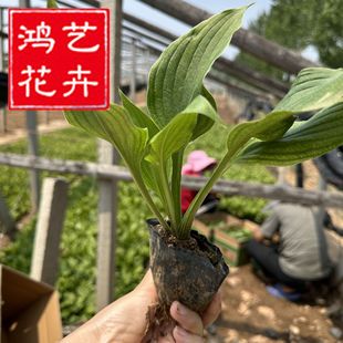 White Jade Hairpin Perennial Ground Cover Grass Flower Jade Hairpin Flower Cup Seedlings Perennial Purple Flower Jade Hairpin Seedlings Wholesale