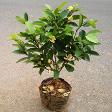 含笑花苗盆栽室内浓香型四季花卉植物庭院阳台当年开花四季青耐寒