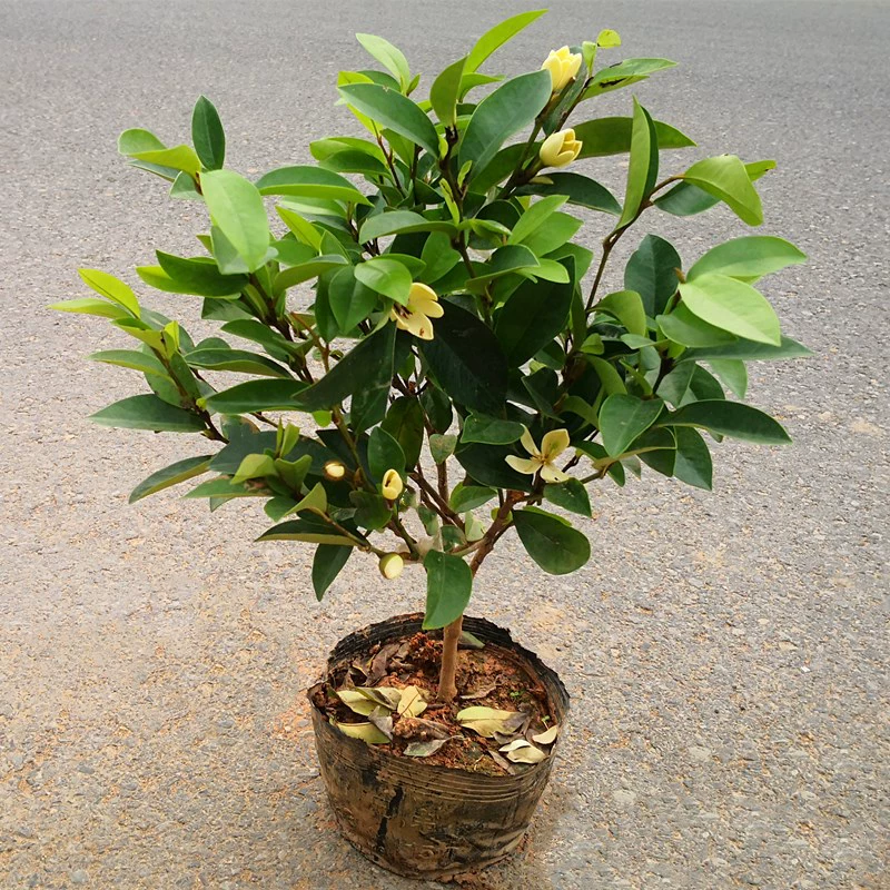 Улыбающиеся цветочные рассады в горшках, комнатные, сильнодушистые, четырехсезонные цветочные растения, двор, балкон, цветущие в том же году, круглый год, зеленые, морозостойкие.