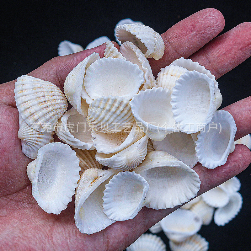 Concha Daquan natural con cera de pescado, materiales decorativos mediterráneos DIY al por mayor