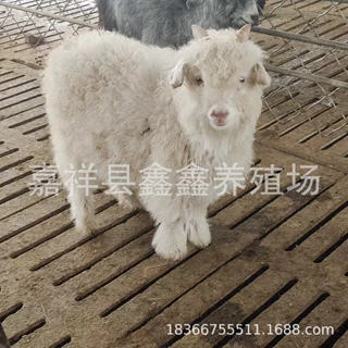 亲子乐园投喂打卡绒山羊 家养宠物羊价格 可爱萌宠绒山羊活体出售