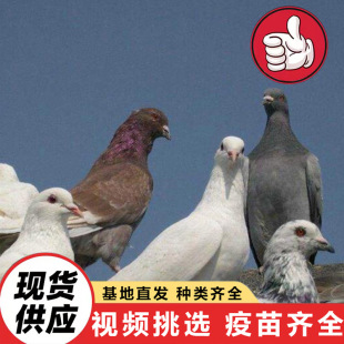 �����Bֳ���� ���B�^�p������ �Ɍ������������N�� �����������