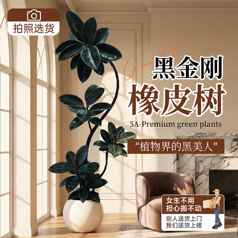 Black Diamond Rubber Tree Large Green Plant for Living Room, Floor-Standing Potted Plant, Indoor Decoration, Easy to Maintain in the Office All Year Round Black Diamond Rubber Tree Large Green Plant for Living Room, Floor-Standing Potted Plant, Indoor Decoration, Easy to Maintain in the Office All Year Round