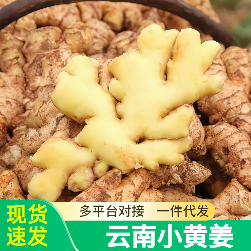 Fresh and Aged Ginger from Yunnan, 5kg Sand Ginger, Baby Ginger, Postpartum Ginger, Southern Ginger, Farm-Grown Freshly Dug Dried Ginger, Wholesale Ginger