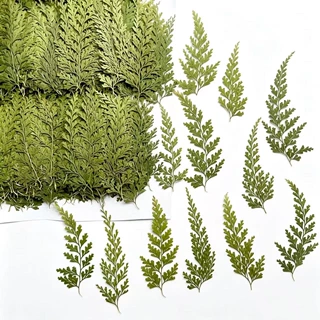绿乌蕨 干化妆植物标本干花压花手机壳书签真树叶真花树叶贴画