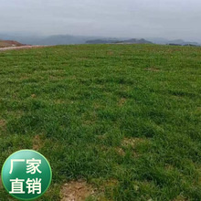 ���l��ɽ���G �������� �o���lʿ  �G�����|�ݷN�� �o�²ݲ���