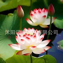 开口碗莲种子水培花种水养花卉盆栽四季室内开花荷花种子睡莲种子