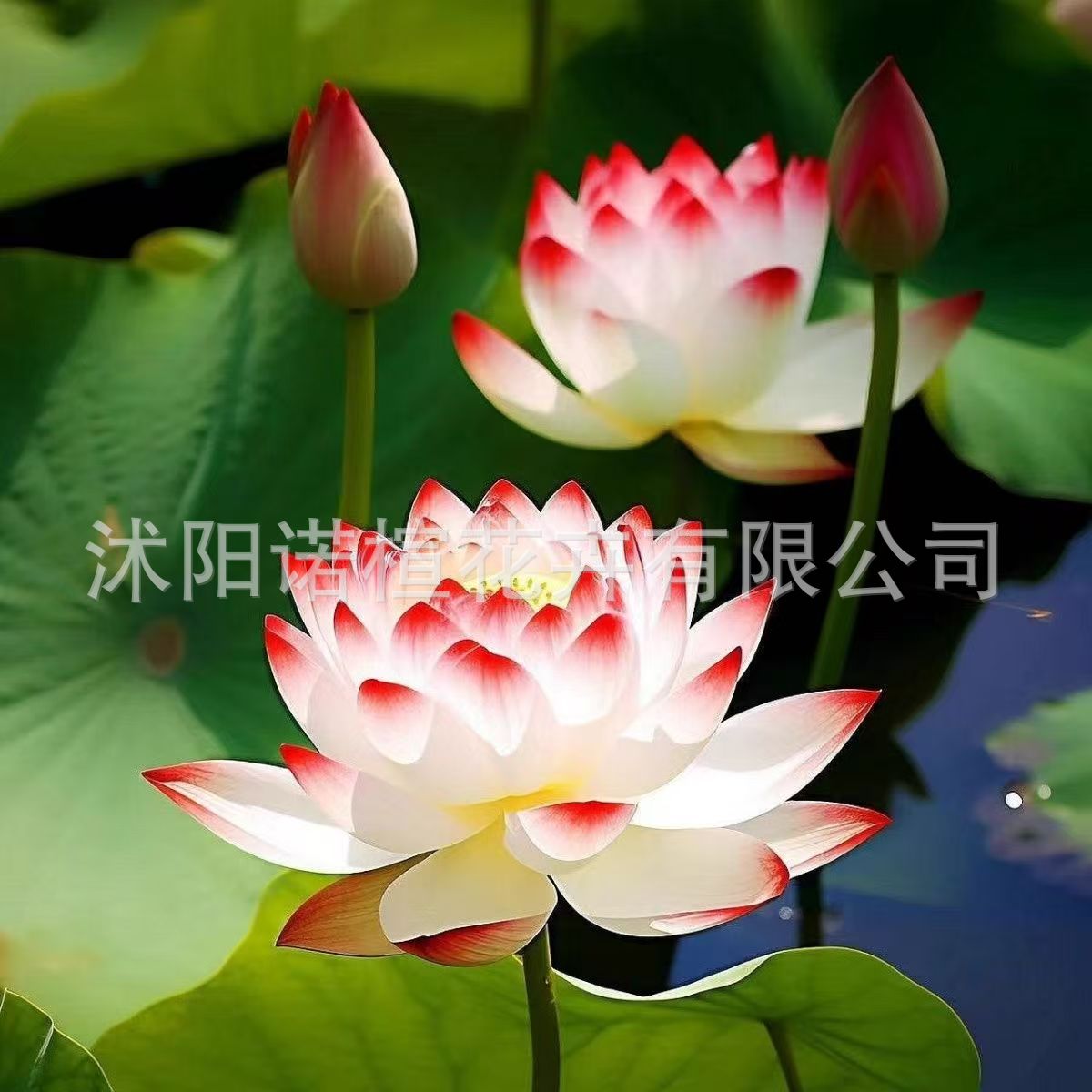 开口碗莲种子水培花种水养花卉盆栽四季室内开花荷花种子睡莲种子