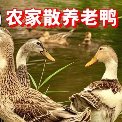 【散养老鸭】散养老鸭子土鸭水鸭麻鸭新鲜鸭子整只老鸭生鲜土鸭