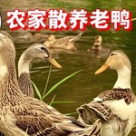 【散养老鸭】散养老鸭子土鸭水鸭麻鸭新鲜鸭子整只老鸭生鲜土鸭