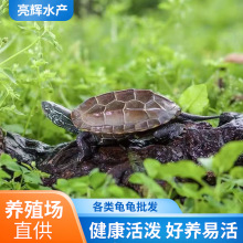 外塘草龟活体乌龟观赏宠物活物小乌龟金线草龟花龟苗养殖场批发