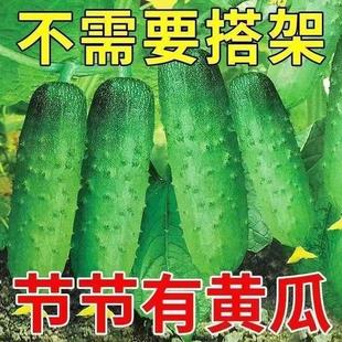 Fruit Cucumber Seeds Crawling All over the Ground, High-Yielding, New Varieties of Potted Plants Without Scaffolding, Balcony Courtyard, Sweet, Crisp, Early Maturing, Eaten Raw