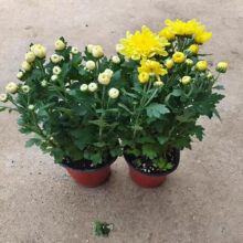 140���m�������S�հ׾Վ��������Ի���ֱ�N�ջ��������l�S�C���b