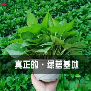 �G�}�����҃�������ȩ�L�ٴ������~��̖�G�j�·�ˮ�໨�ܾGֲ