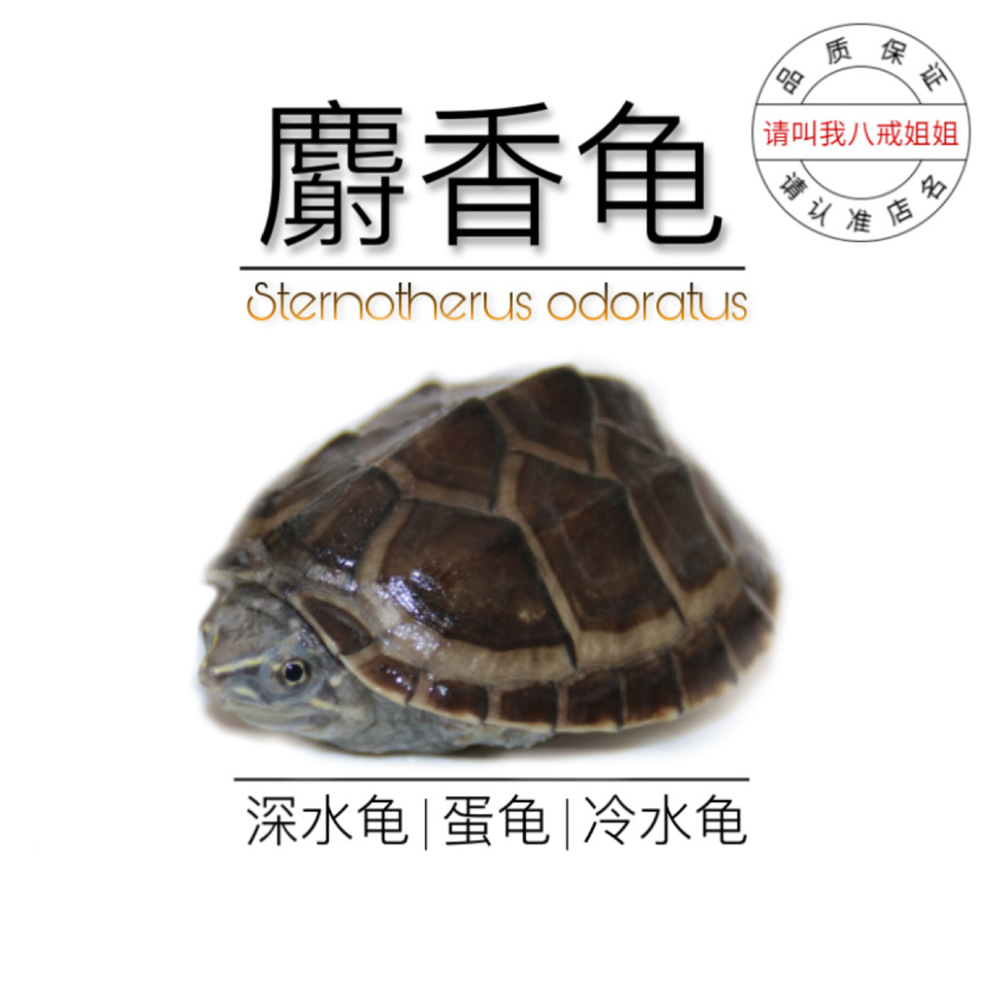 八戒姐姐麝香龟苗活体剃刀龟苗蛋龟深水龟观赏龟小乌龟活启梅商行