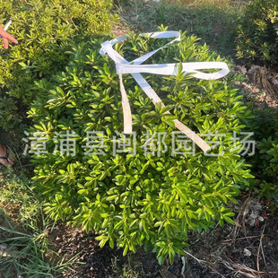 基地直销毛娟杯苗 春娟20公分 杜鹃球120cm 园林庭院景观绿化-阿里巴巴
