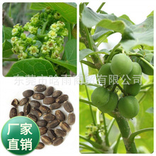 �鯂��N�Ӹ��ͩ�N��С��ͩ����ľ�N�ӳ���ͩ�G����S�[��N��