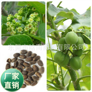 �鯂��N�Ӹ��ͩ�N��С��ͩ����ľ�N�ӳ���ͩ�G����S�[��N��