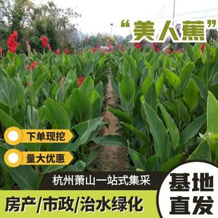 Aquatic Canna Wholesale Yellow Pink Flower Cup Seedlings Artificial Wetland River Emergent Plants Hydroponic Green Plants