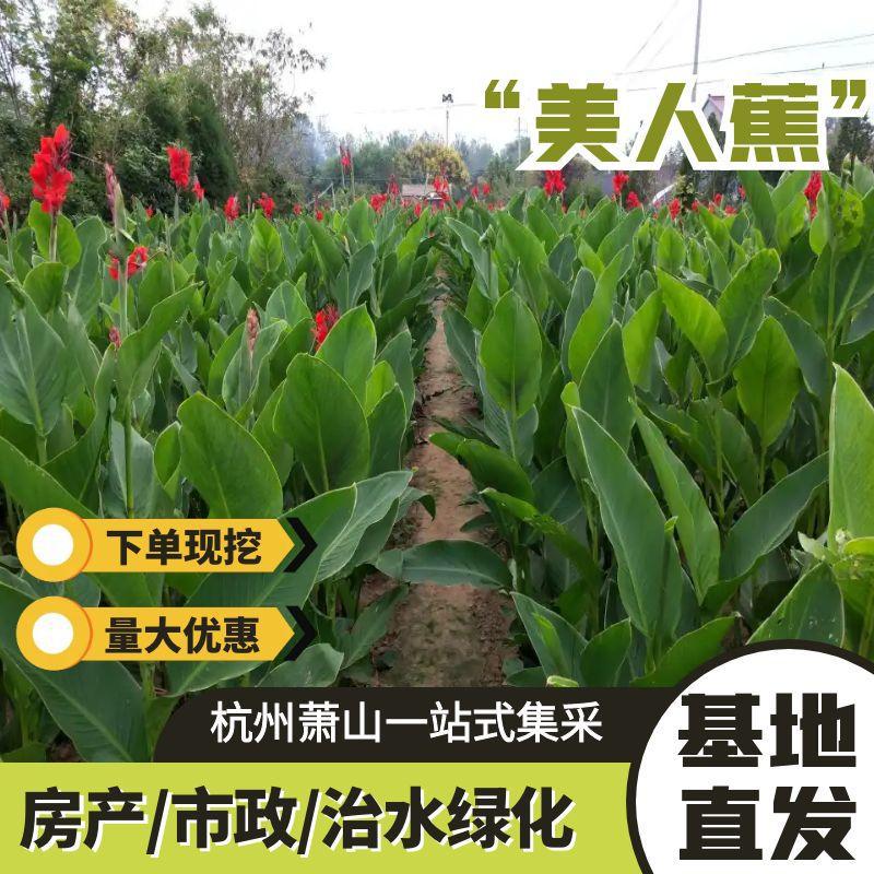 水生美人蕉小苗大量批发黄粉红花杯苗人工湿地河道水草人工湿地