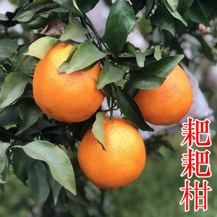 Chunjian Seedlings Rake Mandarin Seedlings Late Maturing Grafted Seedless Mandarin Hua Mei No. 7 Ugly Citrus Orange Tree Seedlings
