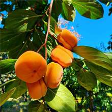 柿树种子君迁子种子黑柿子软枣种籽嫁接柿子树核桃树砧木子野柿子