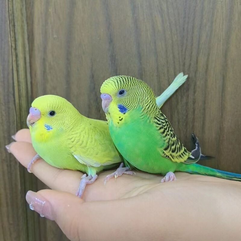Cheap Talking Cockatiels for Students, Hand-Raised Companion Pets, Live Birds, Easy to Care for at Low Prices Cheap Talking Cockatiels for Students, Hand-Raised Companion Pets, Live Birds, Easy to Care for at Low Prices
